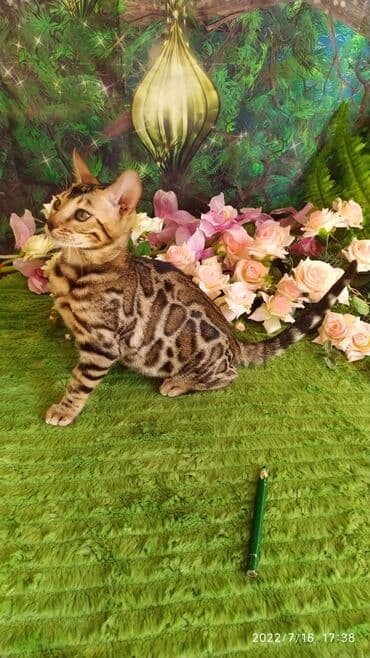 бенгальский леопардовый кот: Бенгальский котик Мальчик. 5мес. Невероятно красивый контрастный с — 15