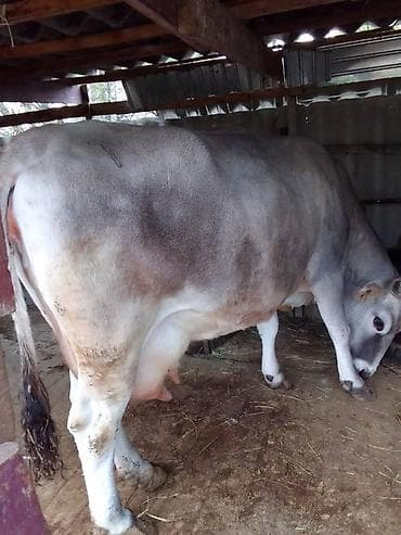 Продаю | Корова (самка) | Швицкая | На откорм | Не стельные