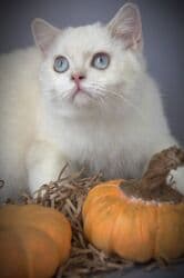 британская короткошёрстная кошка цена: Британская короткошёрстная, 5 месяцев, Мальчик, С прививками — 2