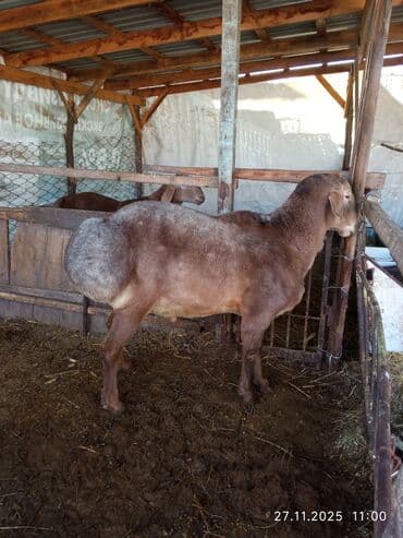 отдам в добрые руки собаку: Продаю | Баран (самец) | Арашан | Для разведения | Осеменитель — 12