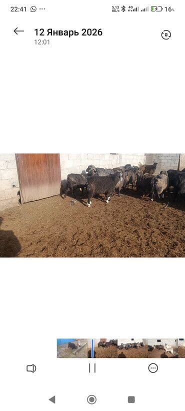 белый алабай: Продаю | Коза (самка) | Полукровка | Для разведения — 3