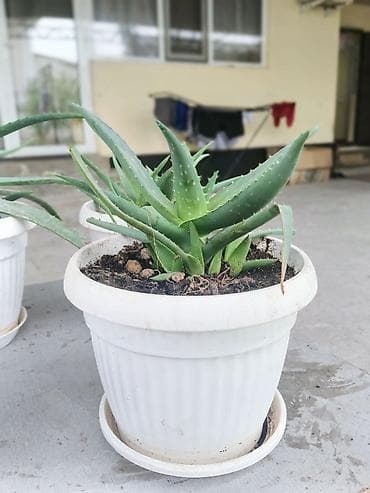 сколько стоит алоэ вера: Алоэ вера в горшках (комнатные суккуленты) - Вид: Aloe vera — 3