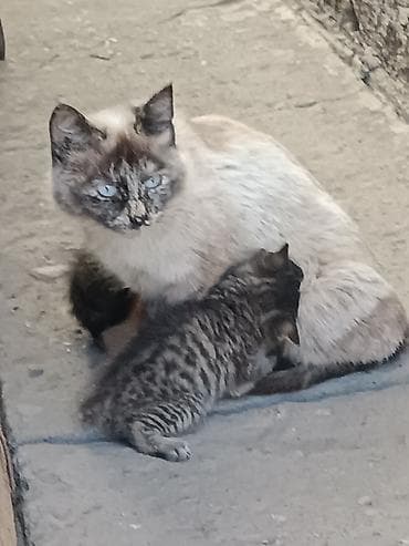 пушистые котенки: Котята, помёт разноокрасочный. котятам один месяц. Готовы сделать вашу — 6