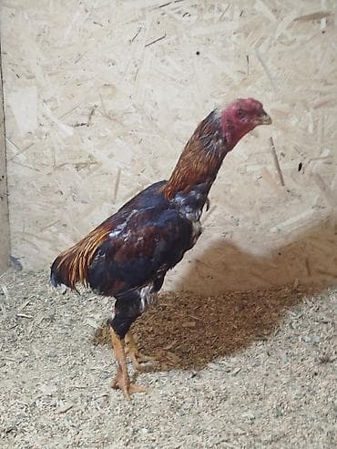 продам голубей: Дакан жожо короз сатылат алмашу жолдору бар жемге дакандарга алмашам — 2