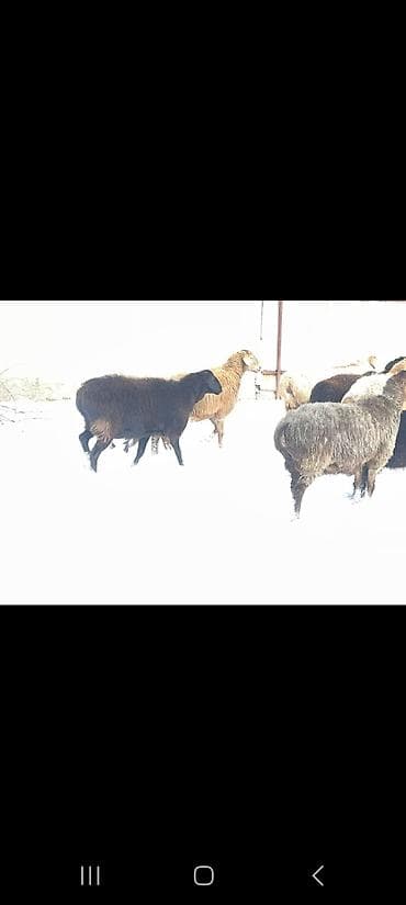 Собаки: Продаю | Овца (самка) | Полукровка | Для разведения | Племенные — 2