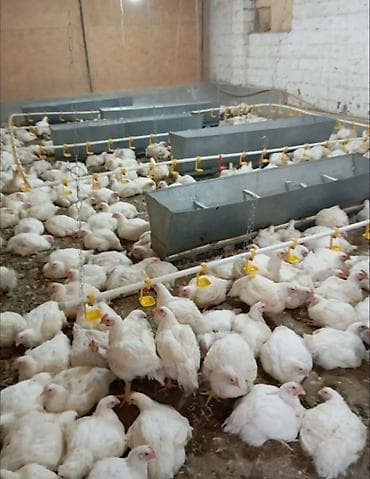 сөөл жан: Сатам | Балапандар | Бройлер | Союуга — 1