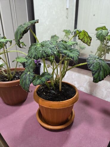 вьющие розы: Подарочные горшечные растения — примула акаулис (Primula acaulis) с — 10