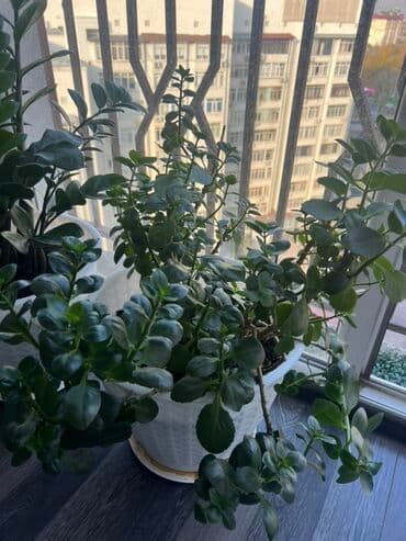 растения для аквариума: Комнатные растения в горшках (несколько вариантов) - Кливия (или — 2