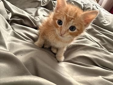 послушный мальчик: Кошка даром: Беспородная, 1 месяц, Мальчик, Приучена к лотку, Проглистована — 2