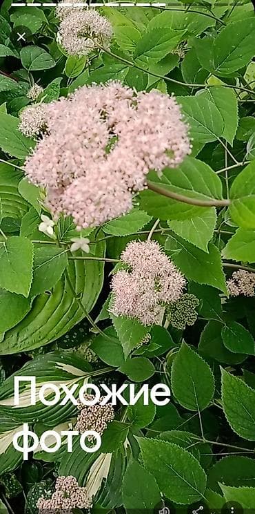 самшиты круглые: Кустарники: Дейция Гортензия, Пироката красные ягоды, Арунас — 5