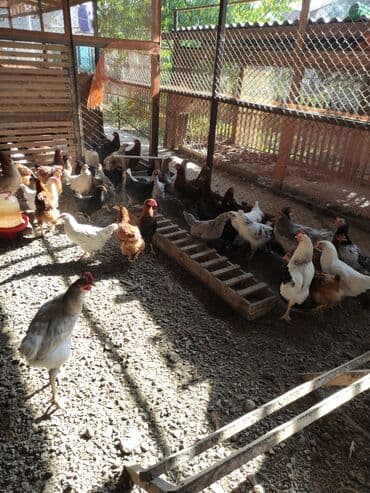 декоротивные куры: Сатам | Тооктор | Көбөйтүү үчүн — 2