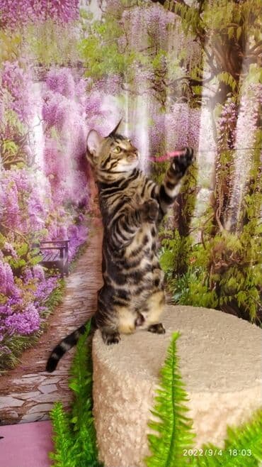 новорожденные котята: Красивейшие Бенгальские котята . разный возраст. Большой — 7