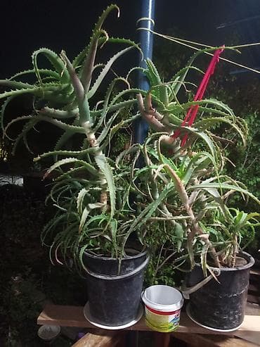 озеление: Алоэ (крупные взрослые растения в горшках) - Вид: алоэ (суккулент) с — 1