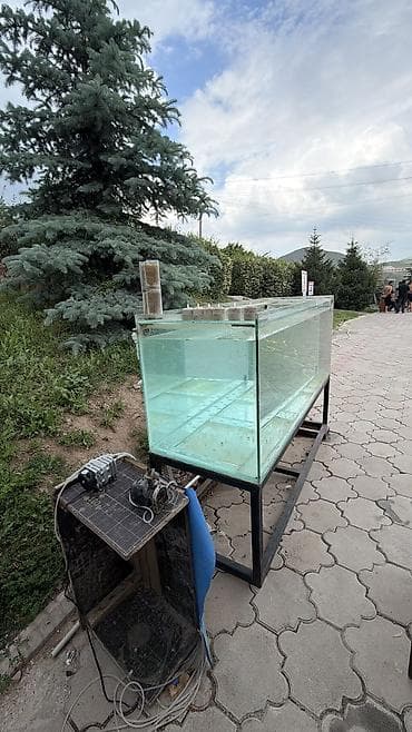 декоративные крысы купить: Большой стеклянный аквариум на металлической подставке — 1