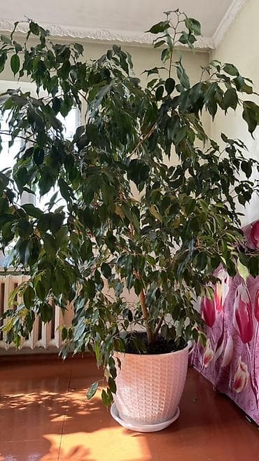 искусственная лиана: Фикус Бенджамина в напольном кашпо - Крупное комнатное дерево с — 1