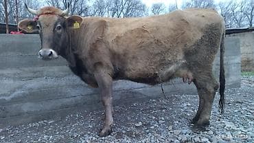 Продаю | Корова (самка) at lalafo.kg Продаю | Корова (самка)