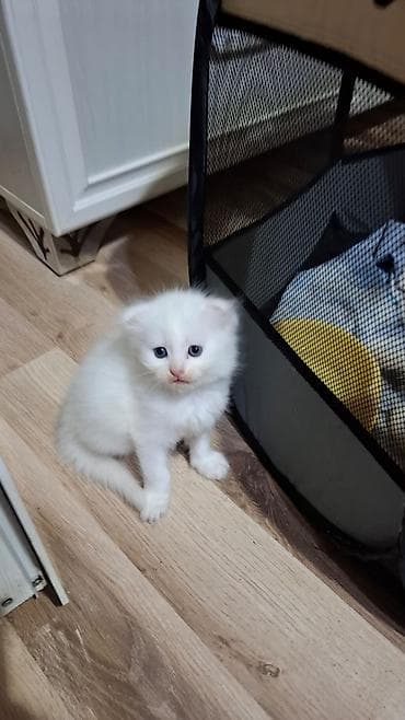 Скотиш Фолд (Шотландская вислоухая), 2 месяца, Мальчик, Белый at lalafo.kg Скотиш Фолд (Шотландская вислоухая), 2 месяца, Мальчик, Белый