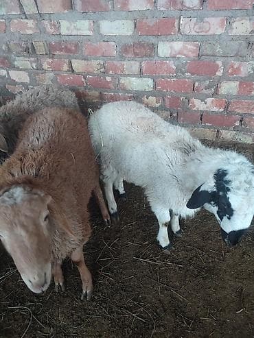 Продаю | Овца (самка) | Полукровка | Для разведения | Ярка