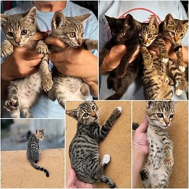 Отдам даром кошку: Кошка даром: Бенгальская, 4 месяца, Девочка — 1
