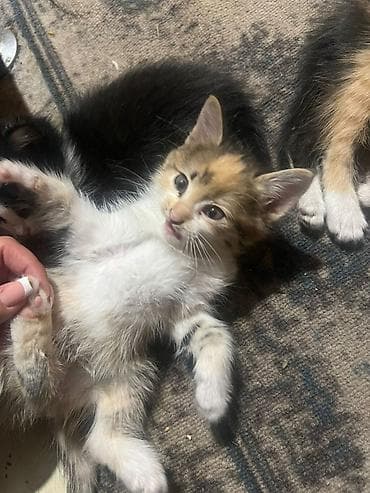 карликовые котята: Кошка даром: Лесная, 2 месяца, Девочка, Приучена к лотку, Проглистована — 5