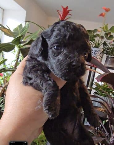 тор терьер: Пудель, 1 месяц, Самец, С прививкой — 4