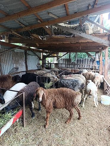 заказ рыбы: Продаю | Овца (самка) | Для разведения — 6