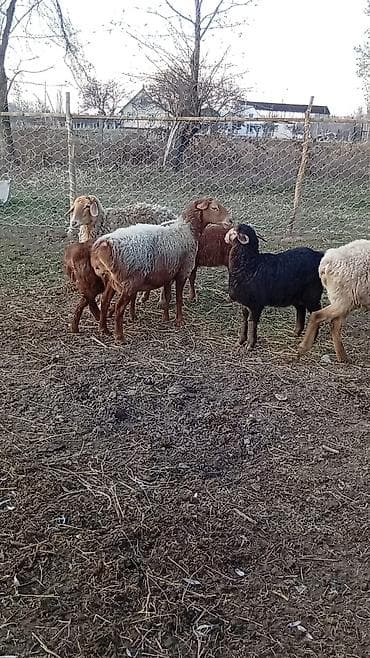 романовский порода: Продаю | Баран (самец) | Арашан — 7