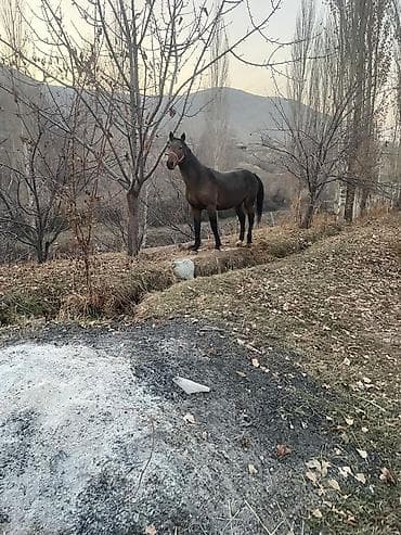 породистый конь: Продаю | Жеребец | Рабочий — 2