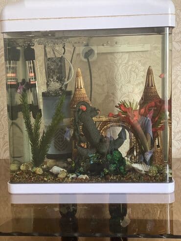 купить аквариумных рыбок в бишкеке: Продаётся аквариум с рыбками и со всем оборудованием. Сам аквариум — 2