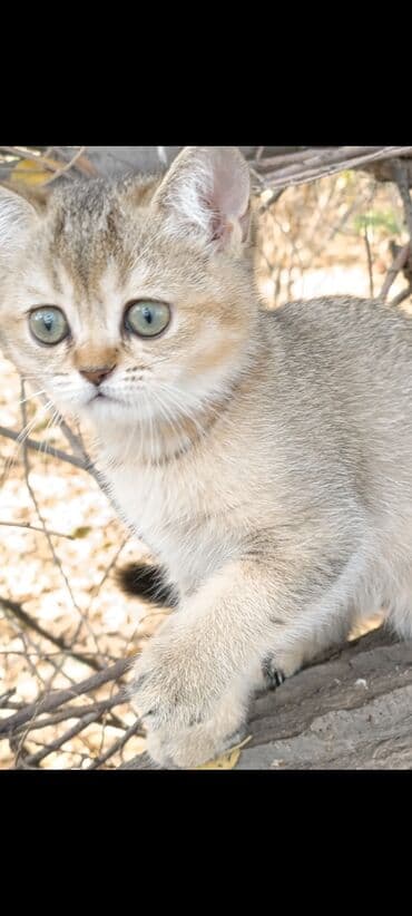 кошка черная: Скотиш Страйт (Шотландская прямоухая), 2 месяца, Девочка, Золотая шиншилла, Приучена к лотку, Проглистована — 1
