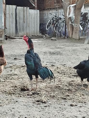 домашные курицы: Продаю | Петух | Бойцовая | Для разведения — 1