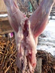 продажа щенков немецкой овчарки в бишкеке с документами: Продаю | Кролик самец | Французский баран | Для разведения — 5