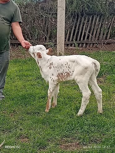 стельный корова: Продаю | Музоо, торпок | На откорм — 4