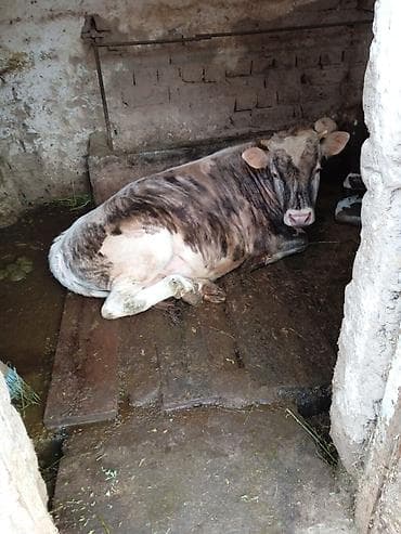 животные в добрые руки: Галыштин отец Швец порода гарантирую от своих коров и свой бык 110.000 — 2