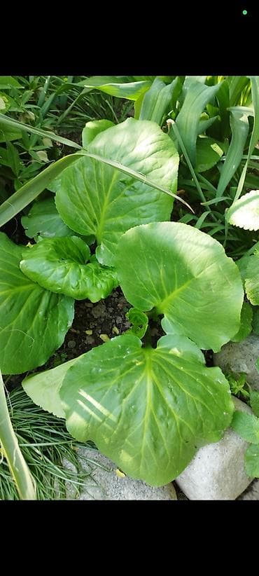 гриб медвежье ухо цена: Черенки — 1