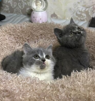 объявления о найденных животных: Скотиш Фолд (Шотландская вислоухая), 1 месяц, Мальчик, Серый, Приучена к лотку — 2