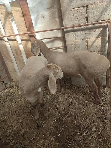 ветеринар ош: Сатам | Козу, Кочкор (эркек) | Арашан | Көбөйтүү үчүн | Жасалма жол менен боозутуу — 5