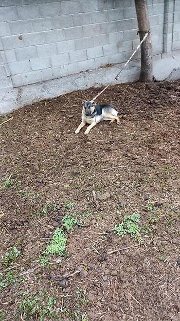 ветеринар бишкек: Собака даром: Немецкая овчарка, Более 5 лет, Самец — 2