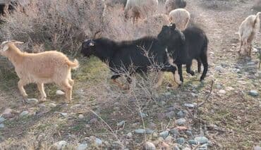 отдам котят в добрые руки бишкек: Продоем козлят улактар возраст 7 мес.цена10тыс .на выпасе — 9