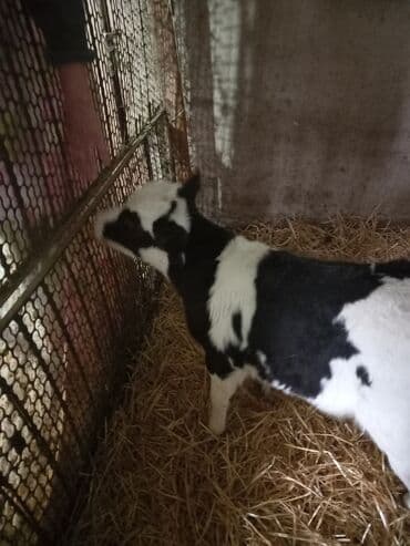 Продаю | Музоо, торпок | Для молока | Искусственник at lalafo.kg Продаю | Музоо, торпок | Для молока | Искусственник