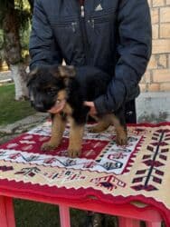 для быков: Немецкая овчарка, 1 месяц, Самец, С прививкой, С родословной — 5