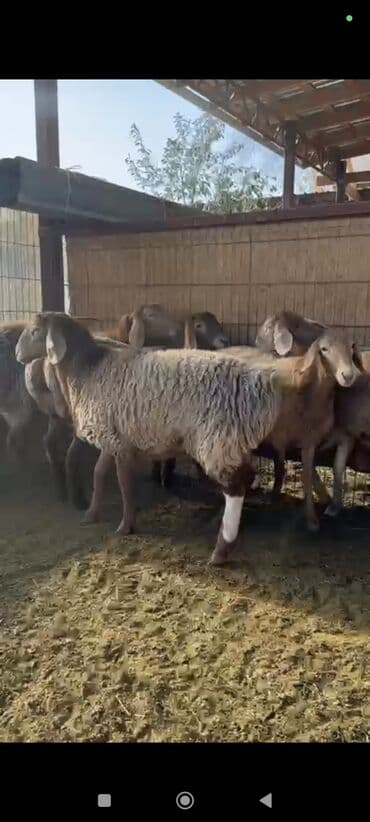животные домашние: Продаю | Овца (самка), Ягненок | Арашан | Для разведения | Племенные, Ярка — 13