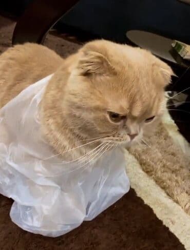 готовый бизнес кафе: Уй було ичпеген — 1