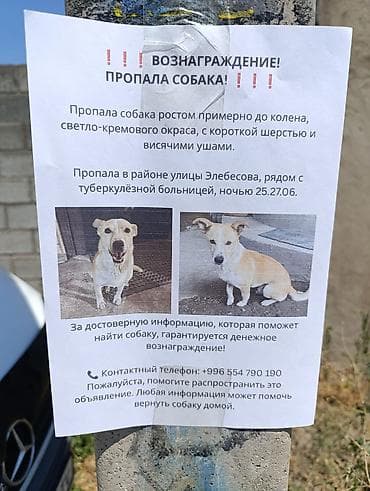 опилки даром: Объявление: пропала собака - Описание: собака светло-кремового — 1