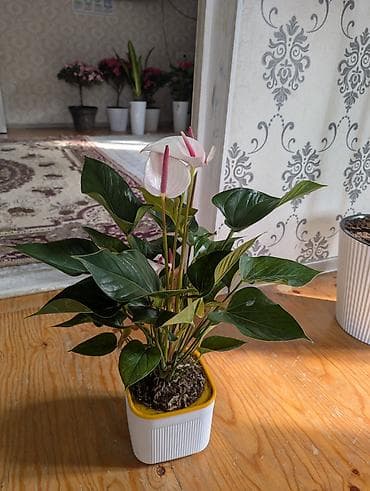 делал для себя: Цветы в подарок с горшком — 4