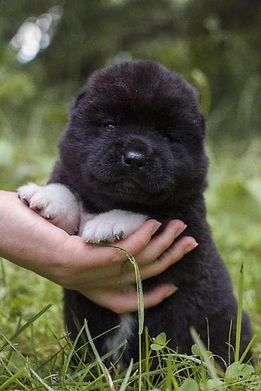 акита ину о породе: Щенки американской акиты готовятся к предварительному бронированию — 5