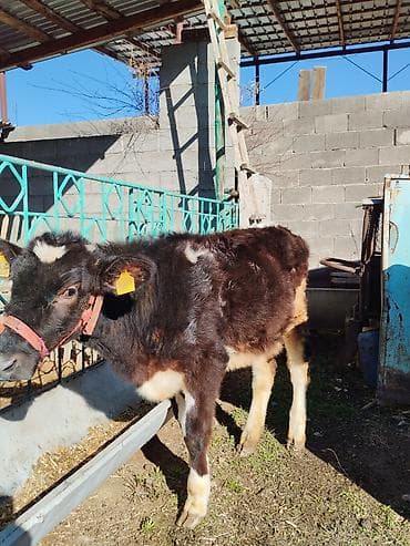 коровы голштин: Продаю | Музоо, торпок | Полукровка | На откорм — 1