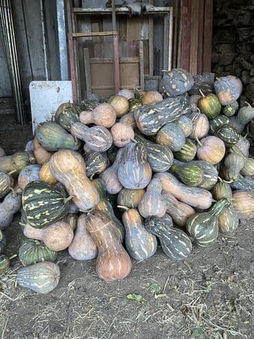 дом для кур: Тыква столовая, урожай с огорода. - Разнообразные сорта — 1