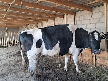 керме тоо: Сатам | Уй (ургаачы) | Голштин | Сүт алуу үчүн — 5