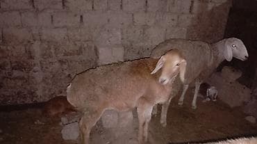 Продаю | Овца (самка) | Для разведения | Матка